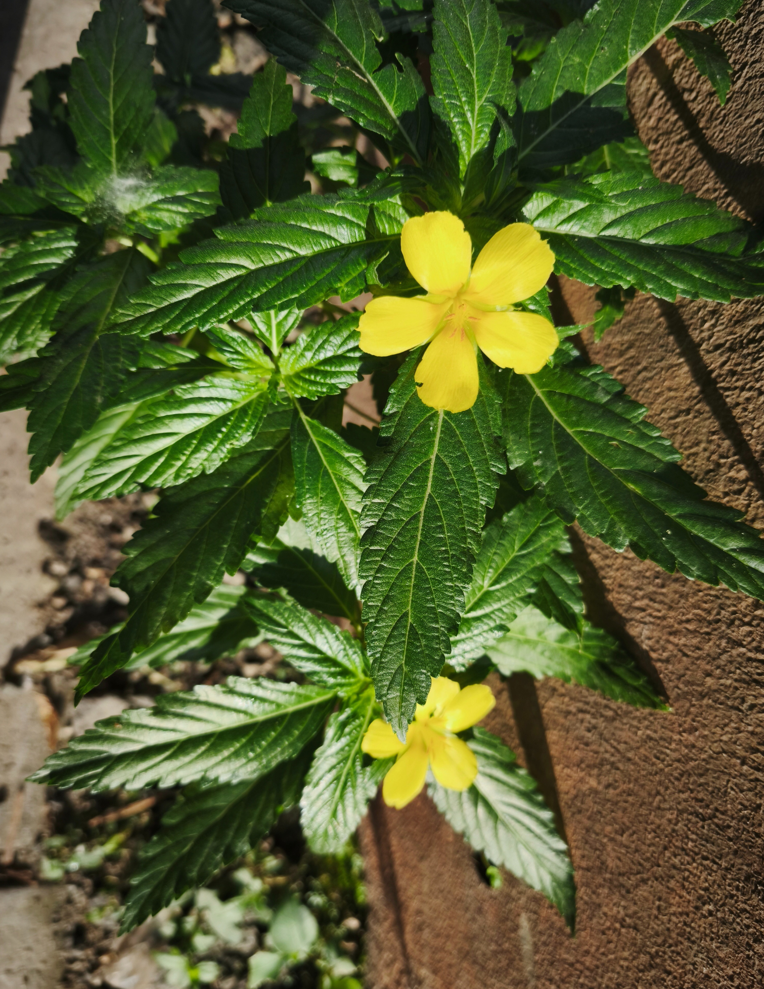 Pleasure, Passion & Presence: A Plant Meditation with Damiana