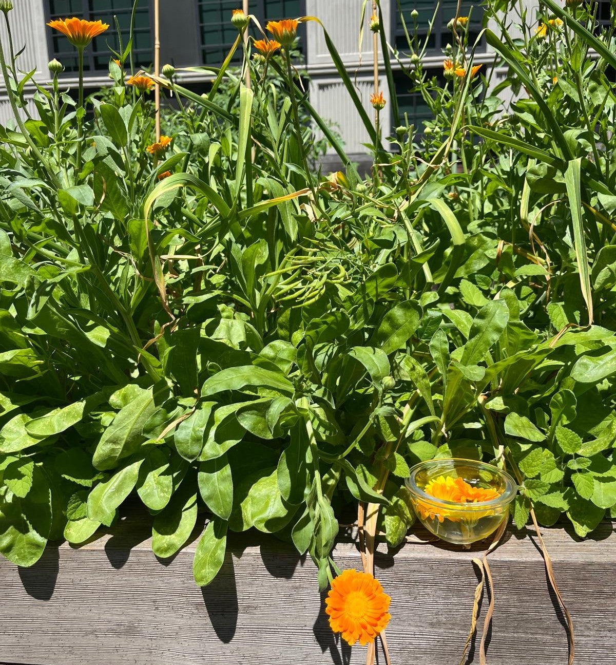 Capturing Sunshine: Calendula Planting Workshop