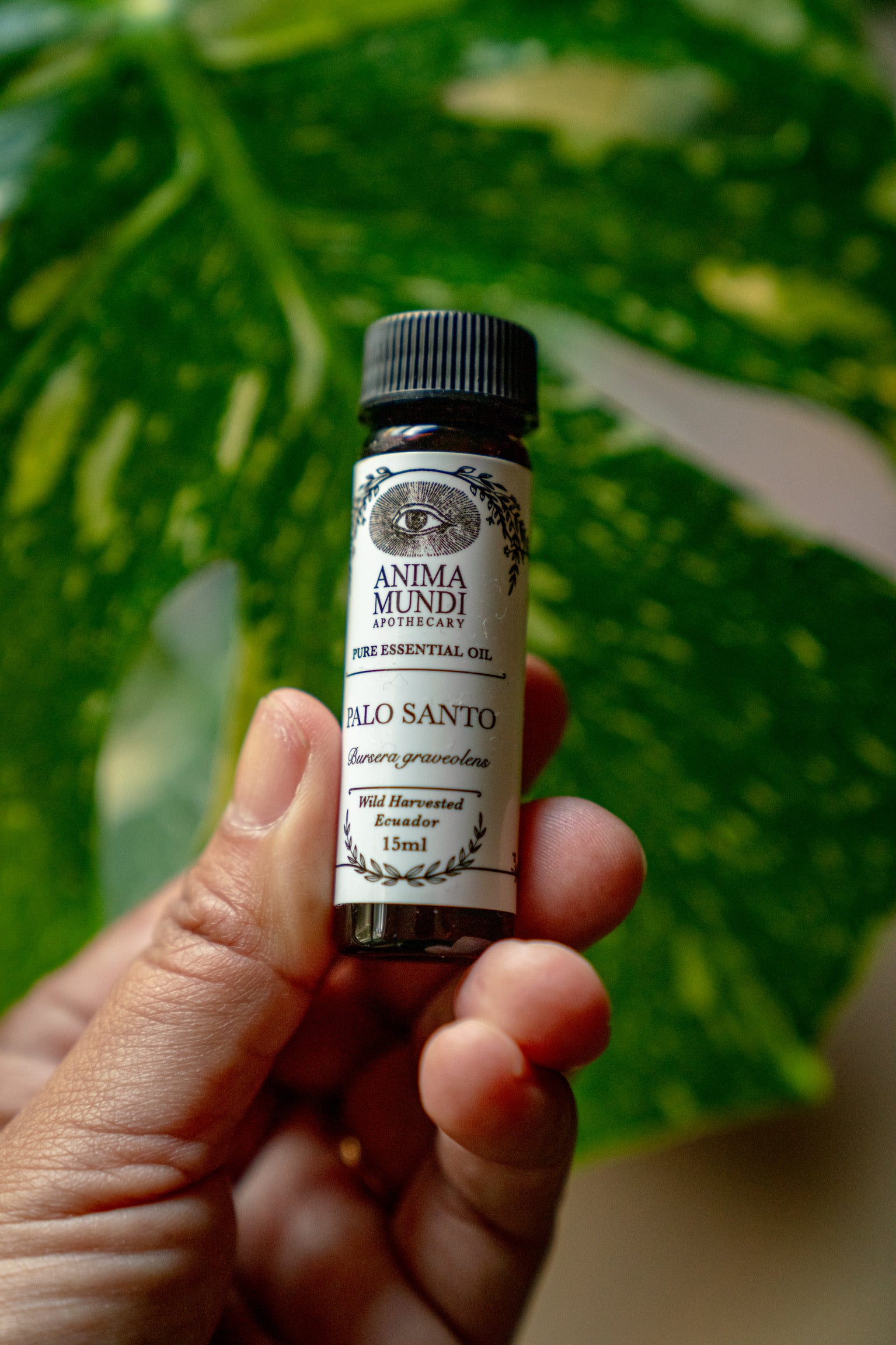 PALO SANTO Essential Oil | Wildharvested