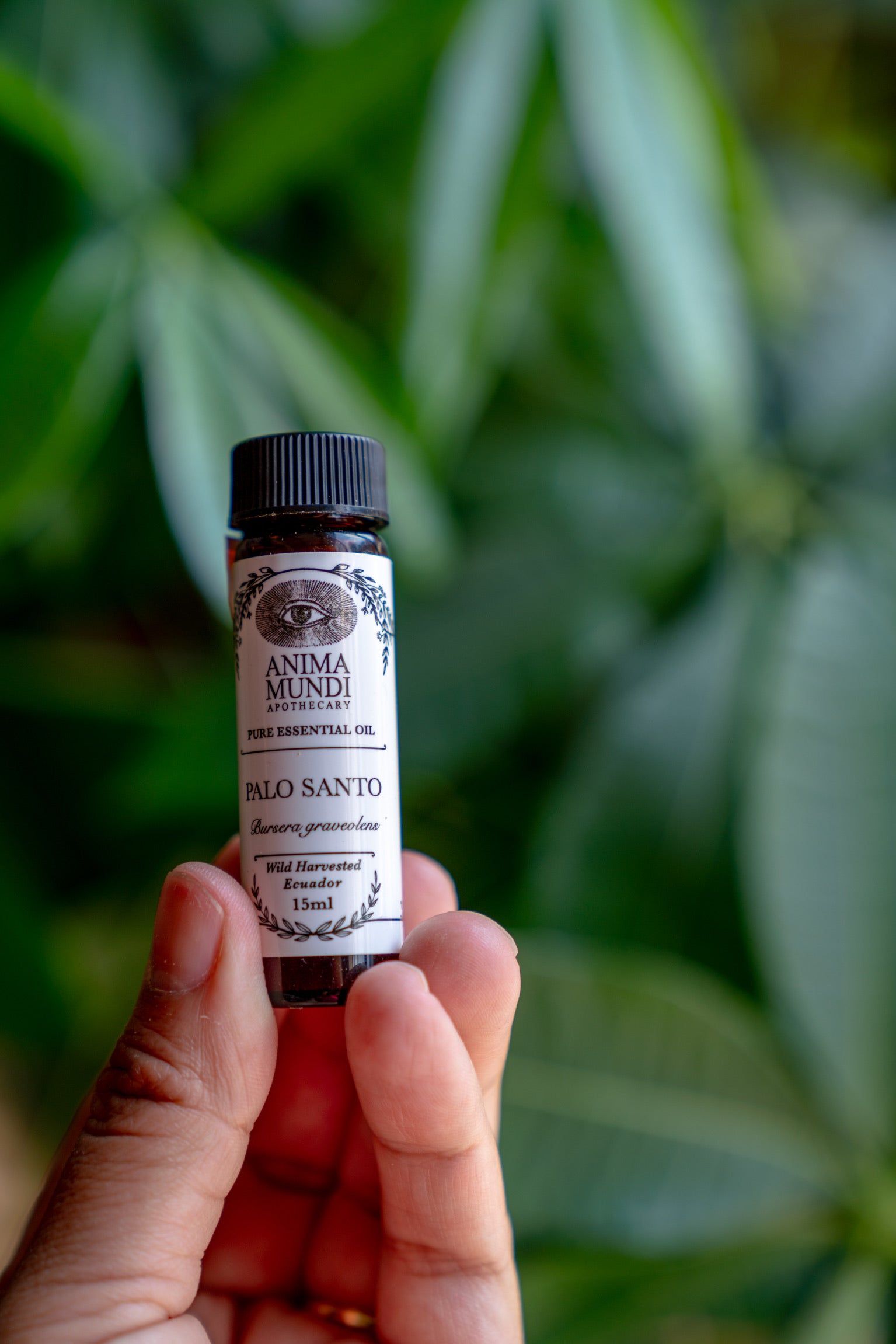PALO SANTO Essential Oil | Wildharvested