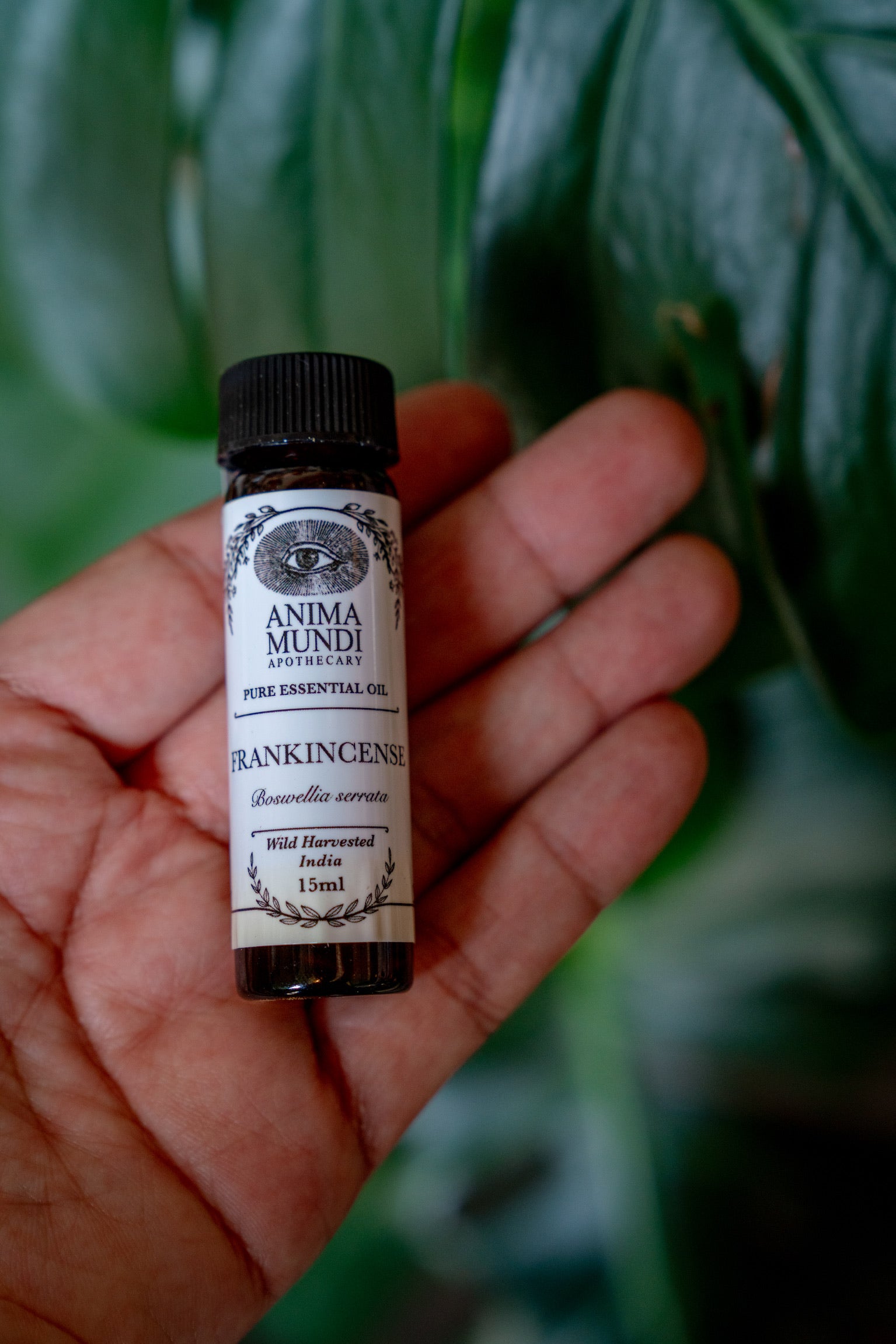 FRANKINCENSE Essential Oil | Wildcrafted