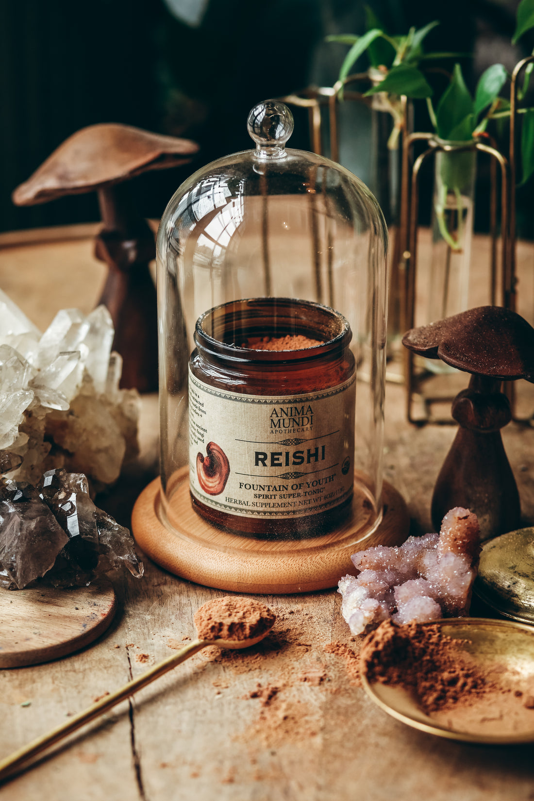 REISHI | Organic Mushroom Powder, Spirit Super-Tonic*