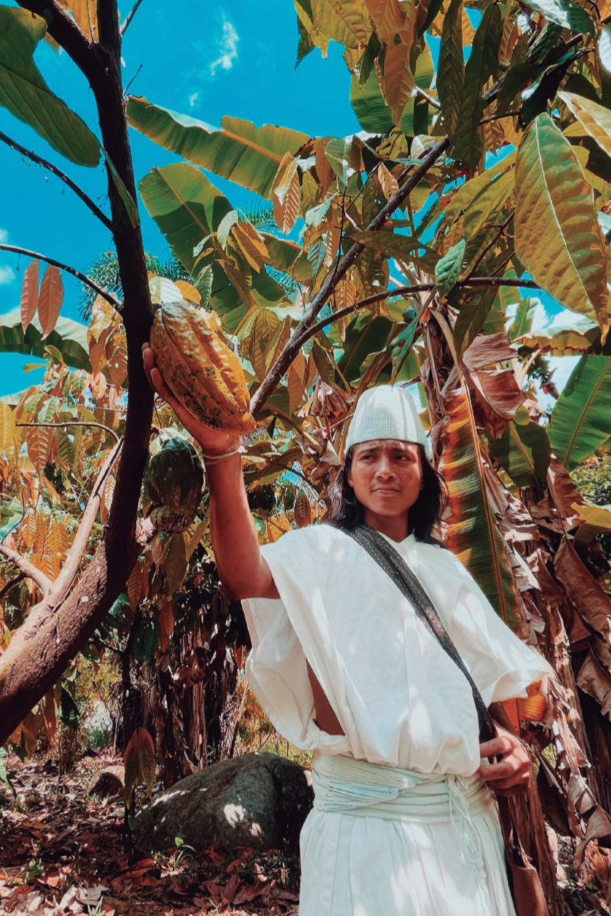 TAYRONA CEREMONIAL CACAO | Indigenous, Organic, Regenerative