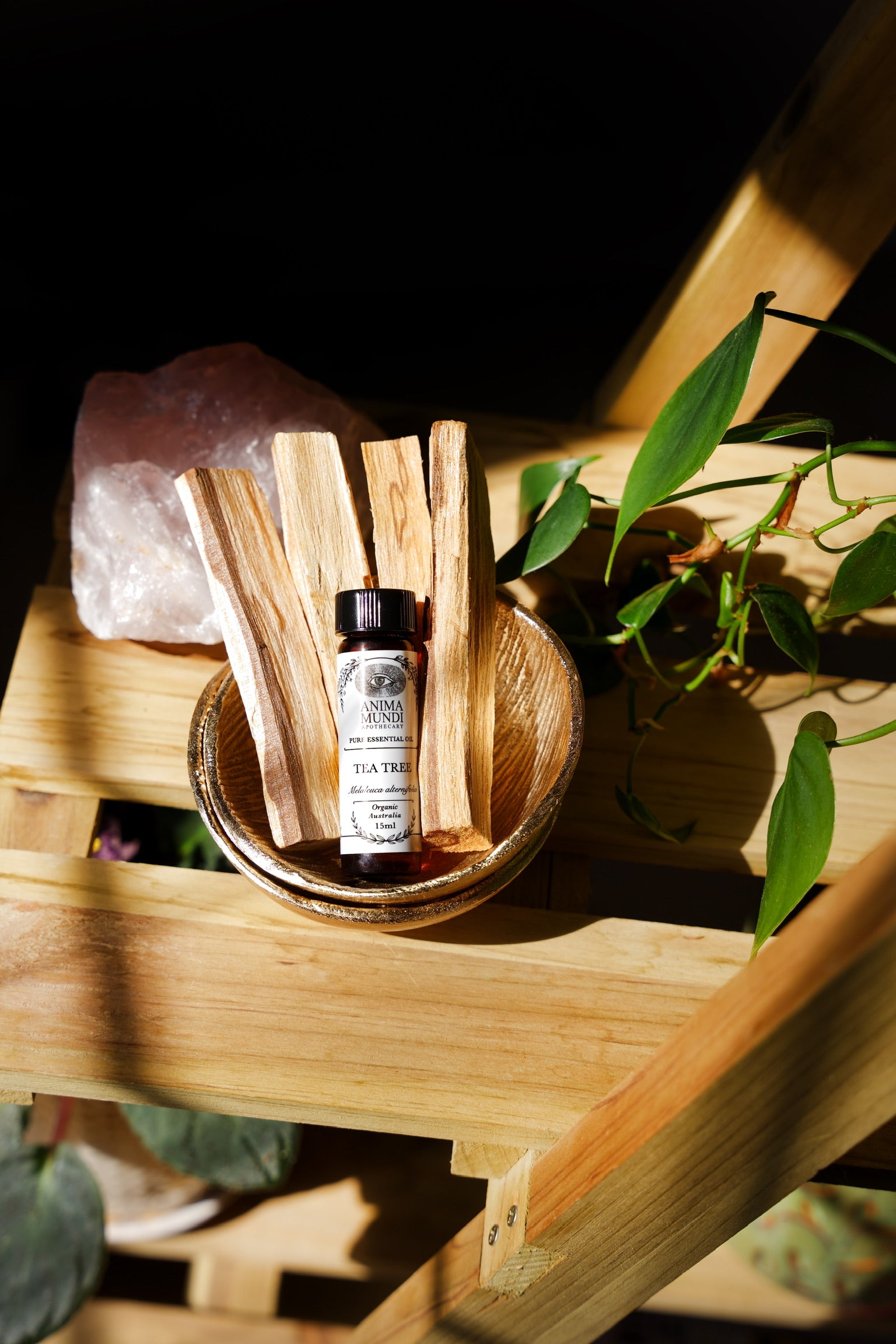 TEA TREE Essential Oil | Organic