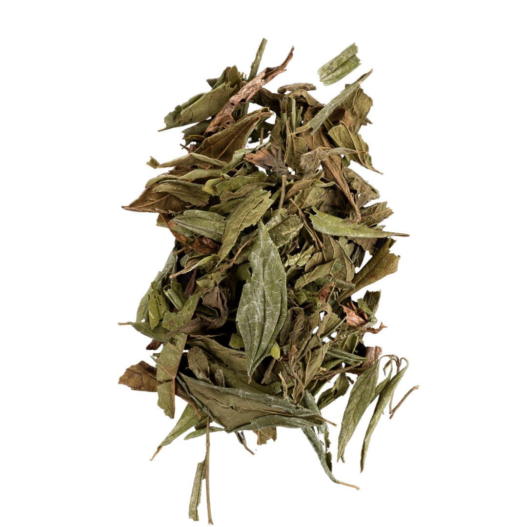 Calea Zacatechichi, Wildcrafted