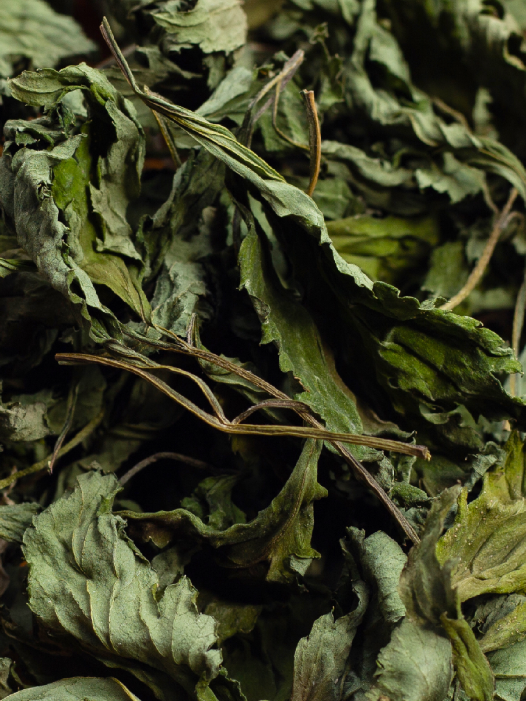 Mugwort Leaf, Organic