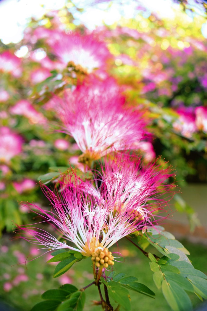 BOBINSANA | Botanical Ally for Dreamwork + Reflection*