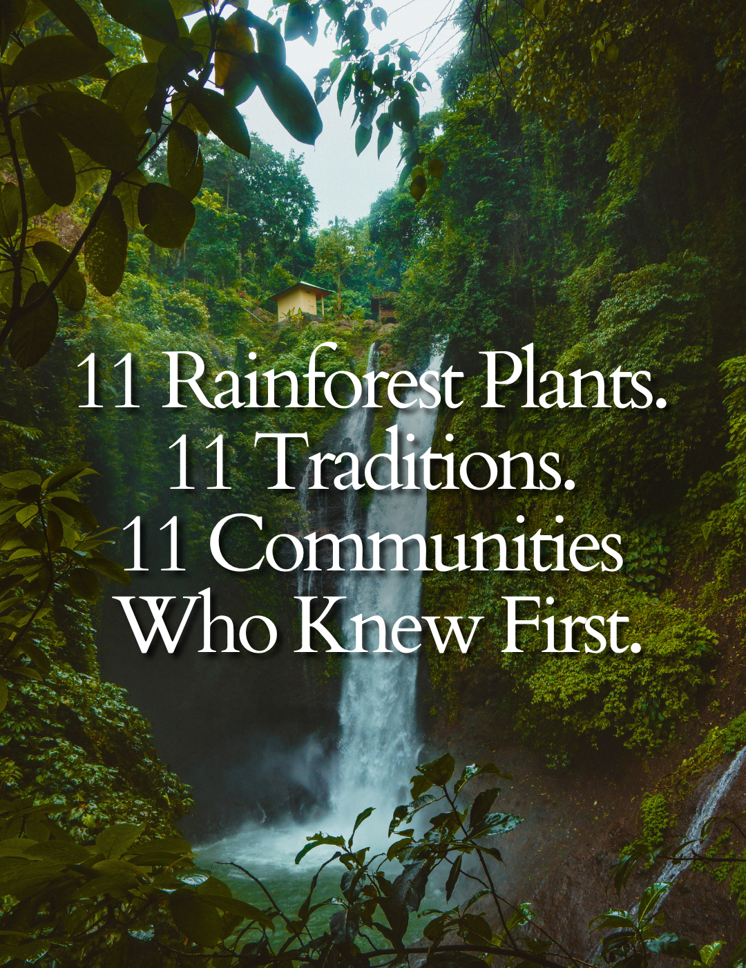11 Rainforest Plants That Became Modern Medicine: Who Knew First, and Who Got the Credit?