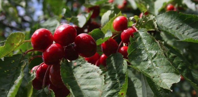 SCHISANDRA: The Adaptogenic Berry with Supernatural Powers