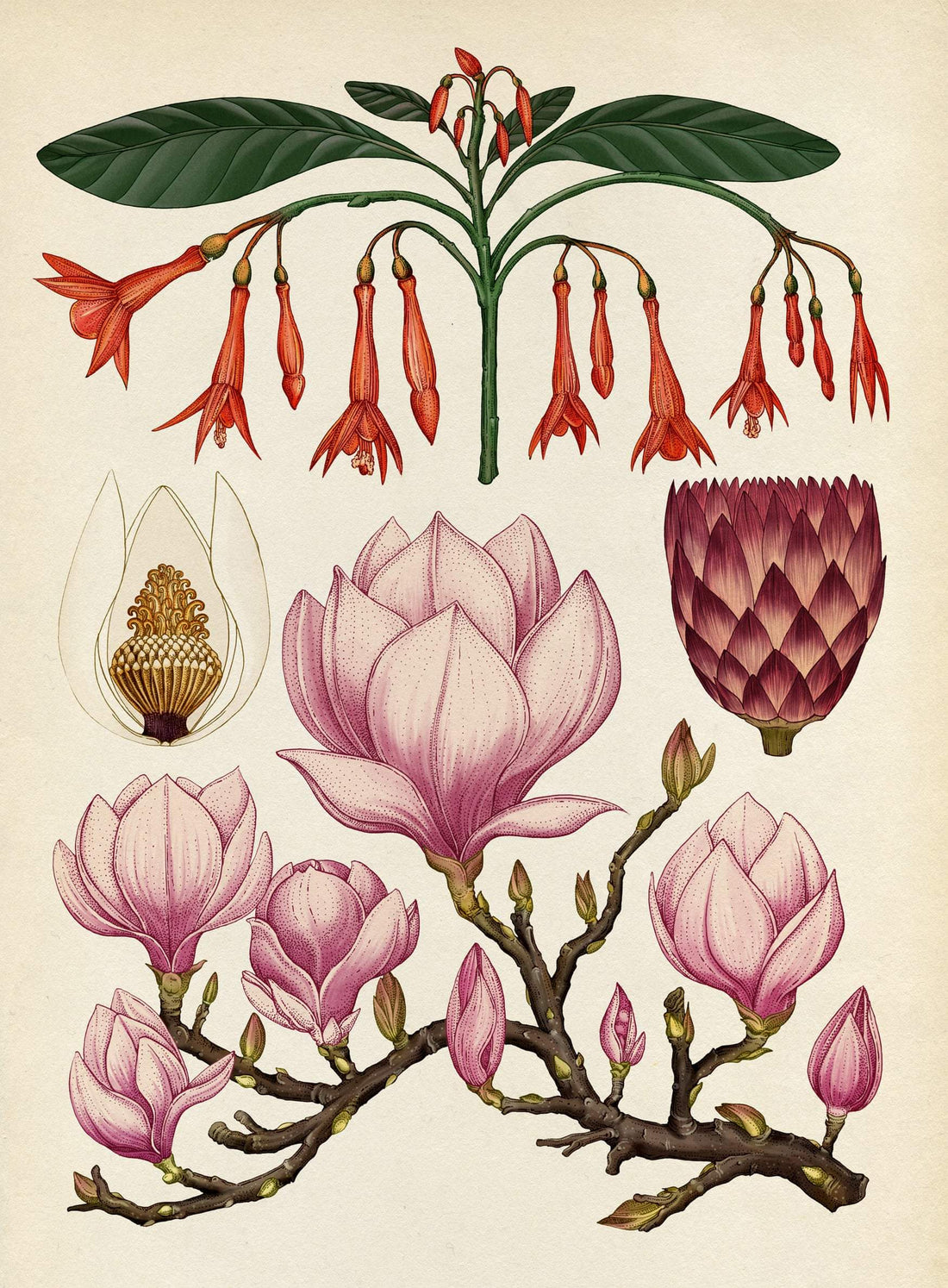 HERBS OF SATURN .:. Bones, Skin + Collagen Boosters