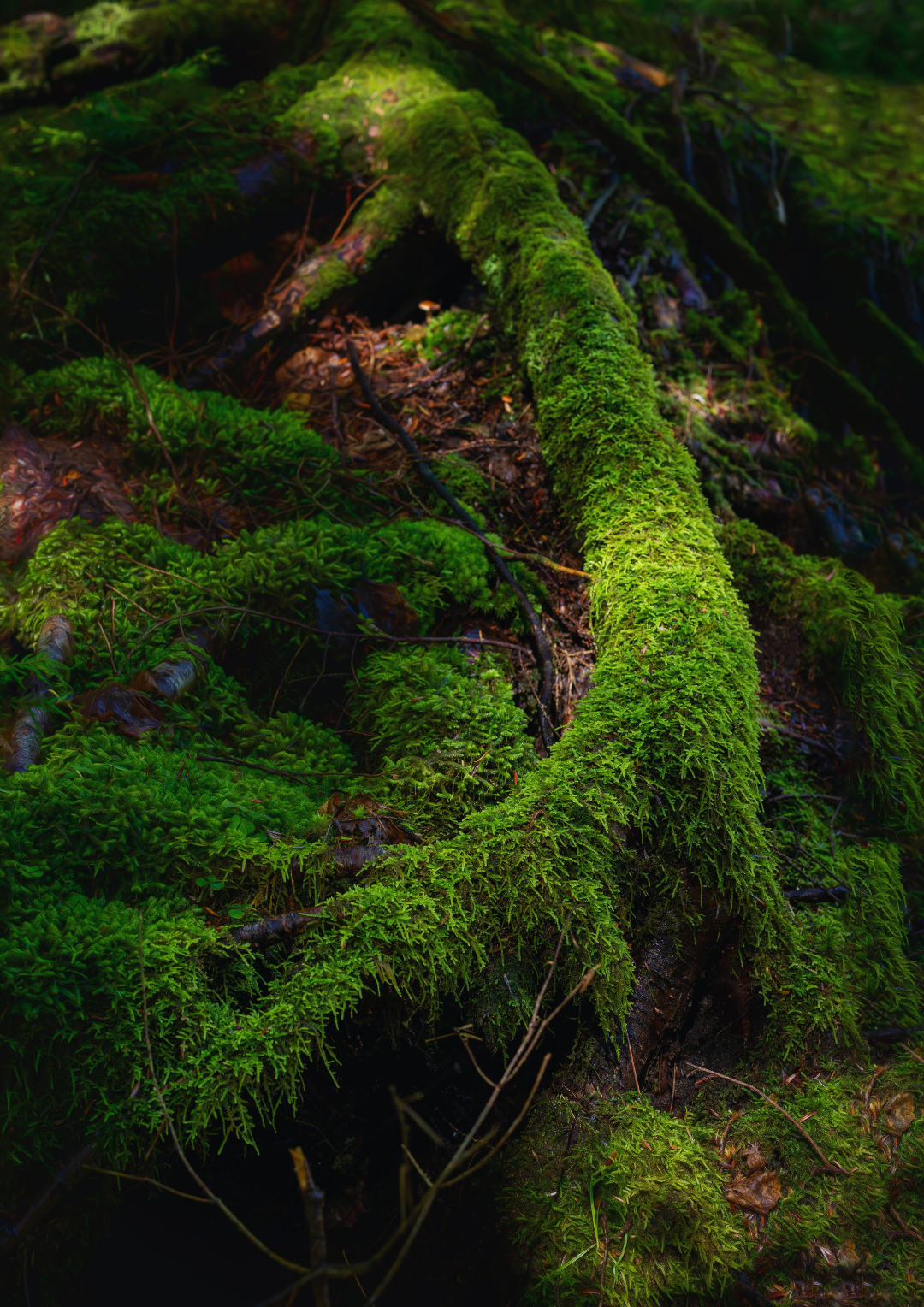 PHYTOREMEDIATION: THE PLANTS That Cleanse The Earth - And Remind Us How to Rebalance Within