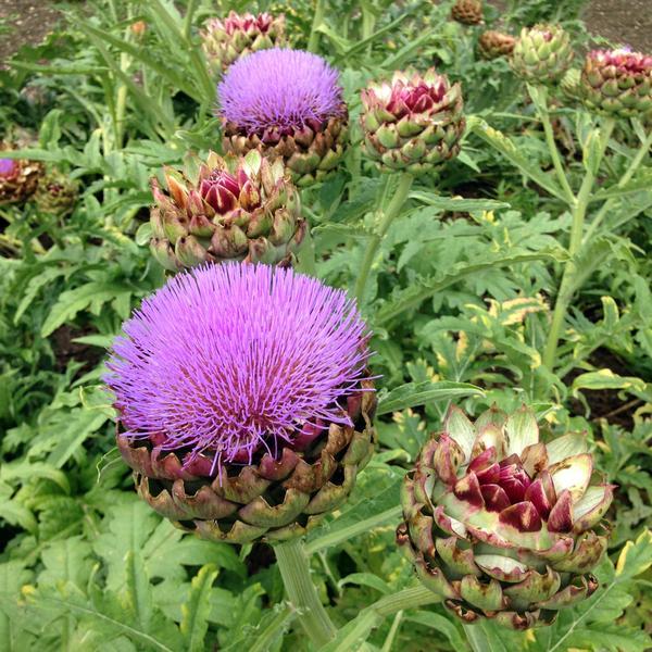 THE 6 MOST POWERFUL HERBS for Improving Digestion