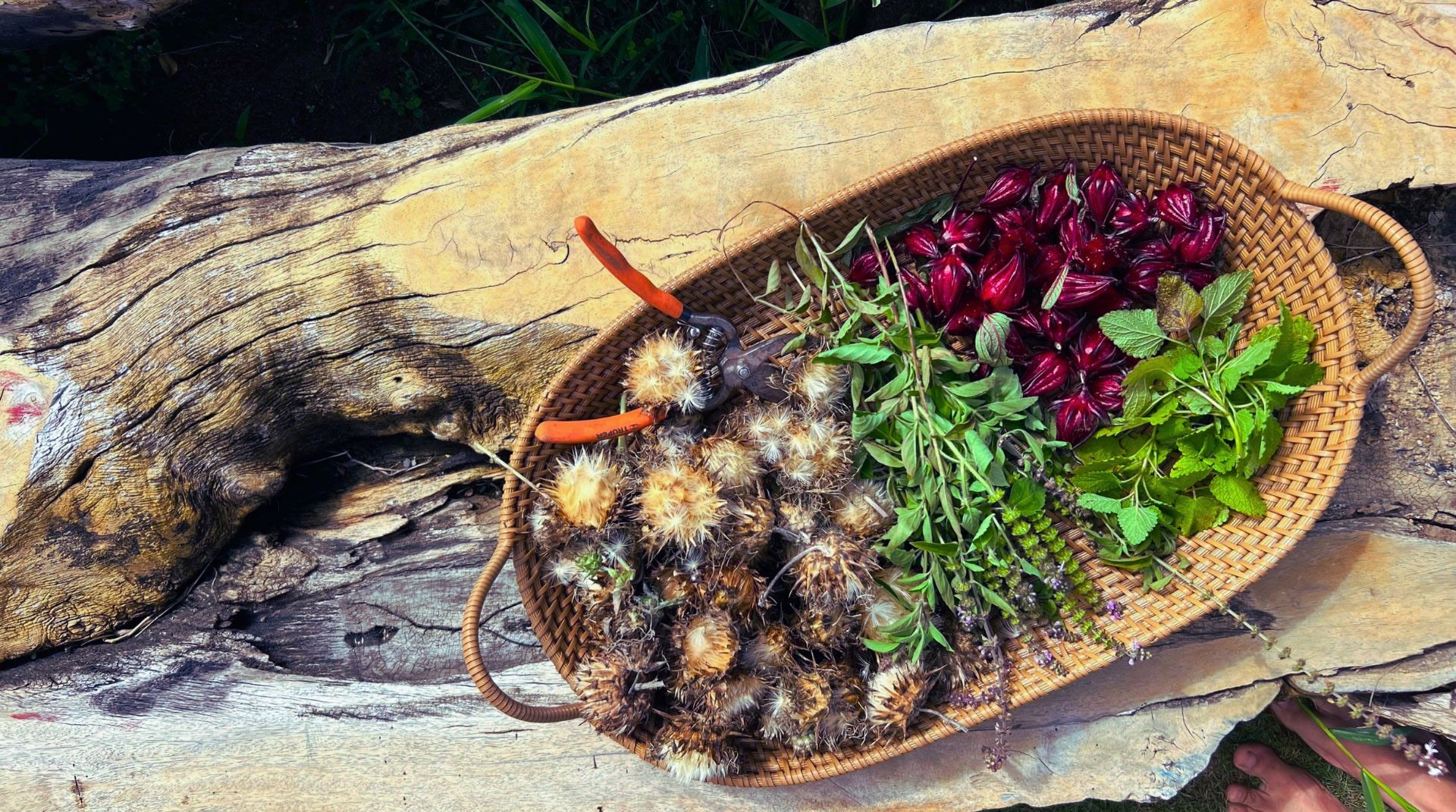 ANCIENT ADAPTOGENS FOR Keeping Calm in Modern Times + Stress-Relieving Face Mask