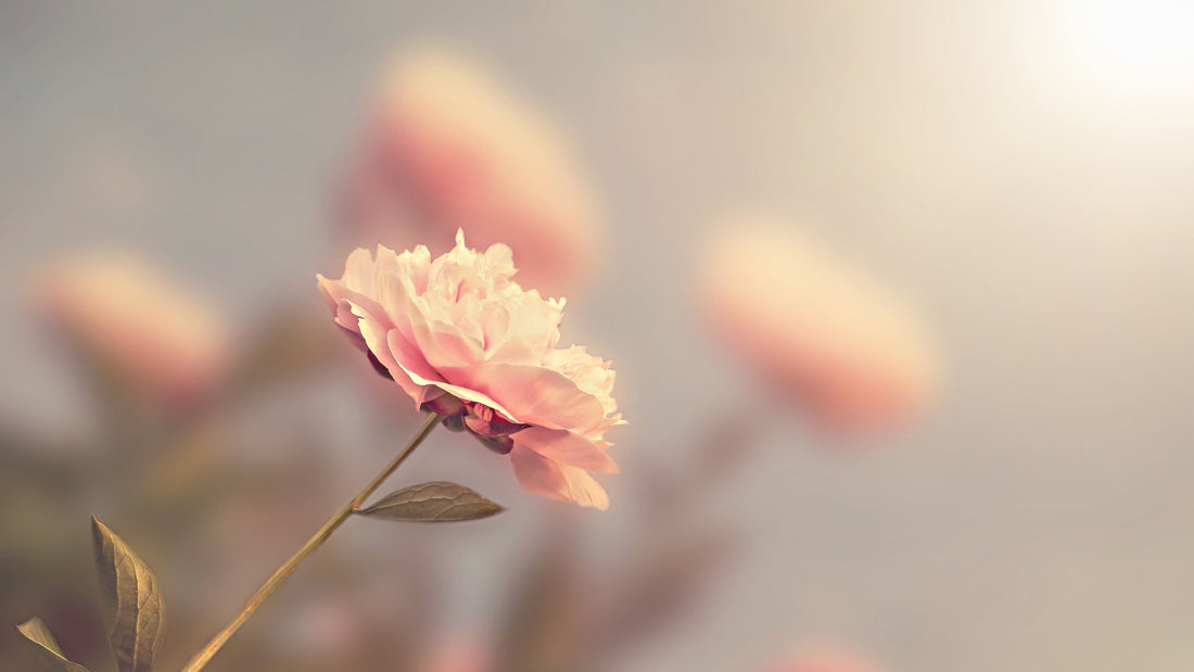 ROSE: MYTHS, MYSTERIES, & Musings