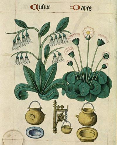 6 HERBS THAT BOOST Collagen Naturally