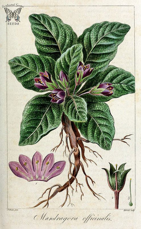 5 POISONOUS PLANTS Used Since Ancient Times
