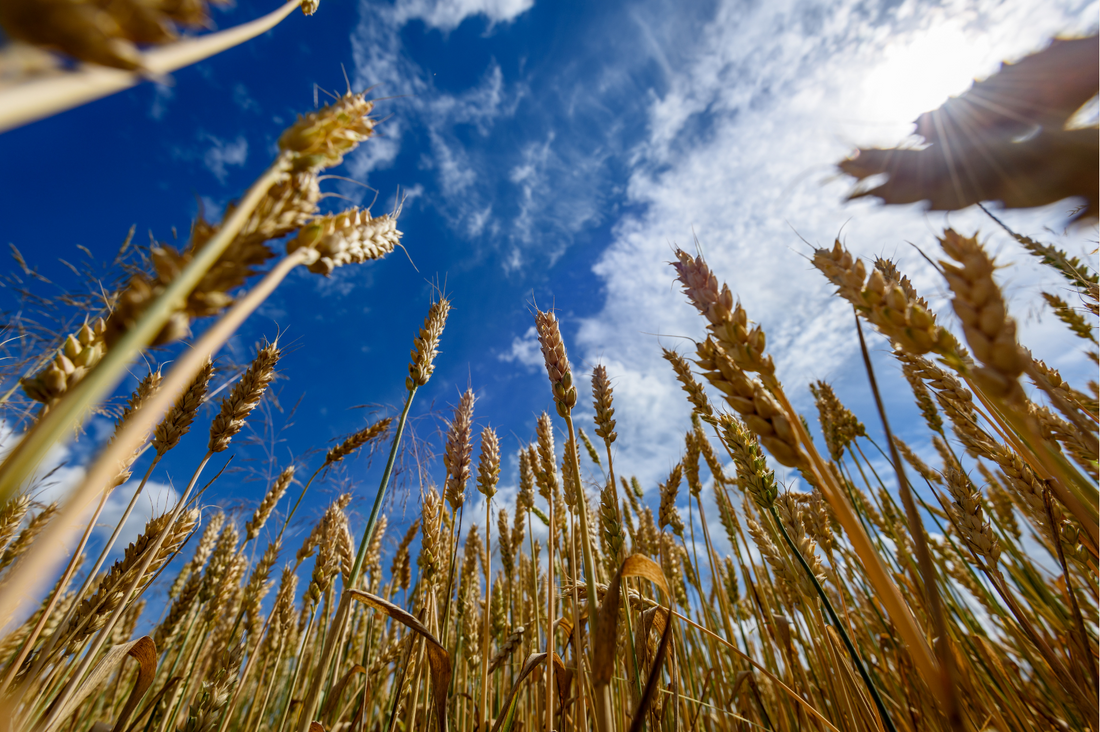 9 WAYS TO Regenerate Soil