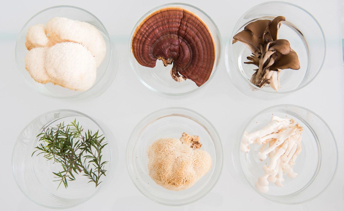 A QUICK GUIDE TO 8 Adaptogenic Mushrooms