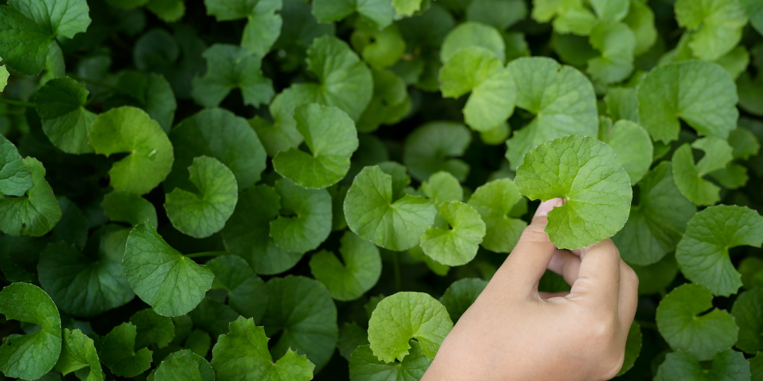 GOTU KOLA: Heal Your Mind