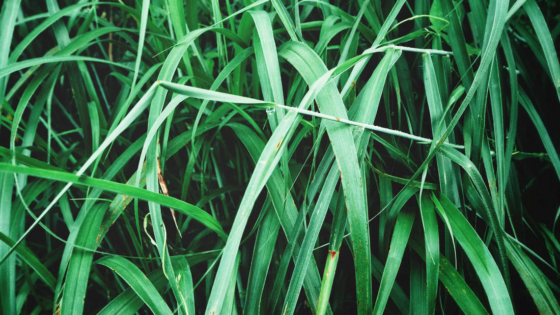 VETIVER: I AM The Fragrance of the Soil