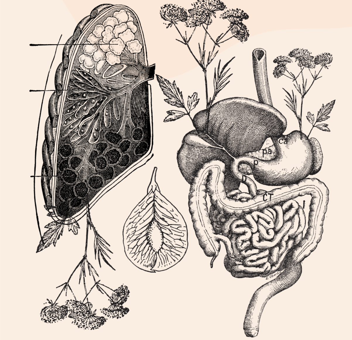 THE TRADITIONAL CHINESE Medicine Perspective on Fall Organs: Embracing Metal, Meridians, and the Flow of Grief