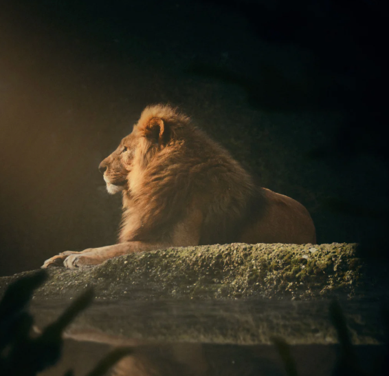 COSMIC CURRENTS: MEDICAL Astrology + Herbs