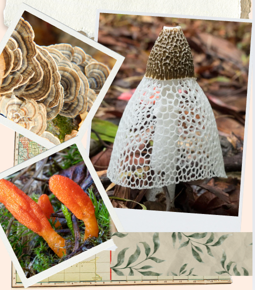 FALL MUSHROOM FORAGING Across The Americas