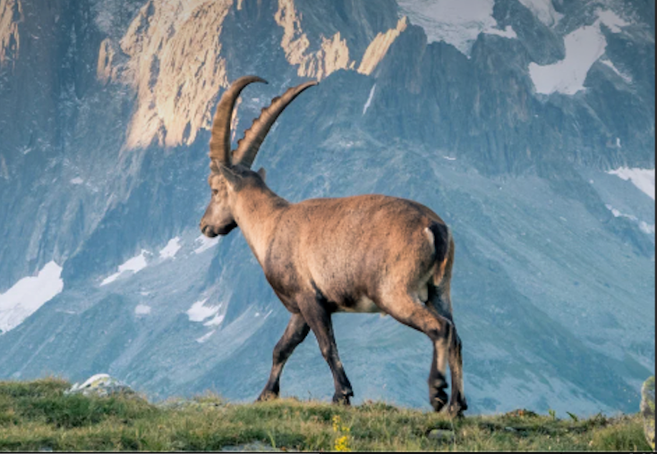 COSMIC CURRENTS: MEDICAL Astrology + Herbs