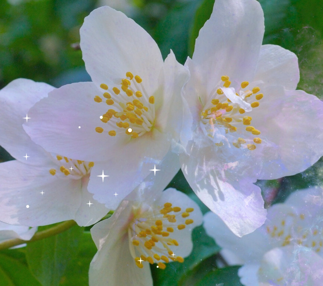 NIGHT BLOOMING JASMINE: Queen of The Night