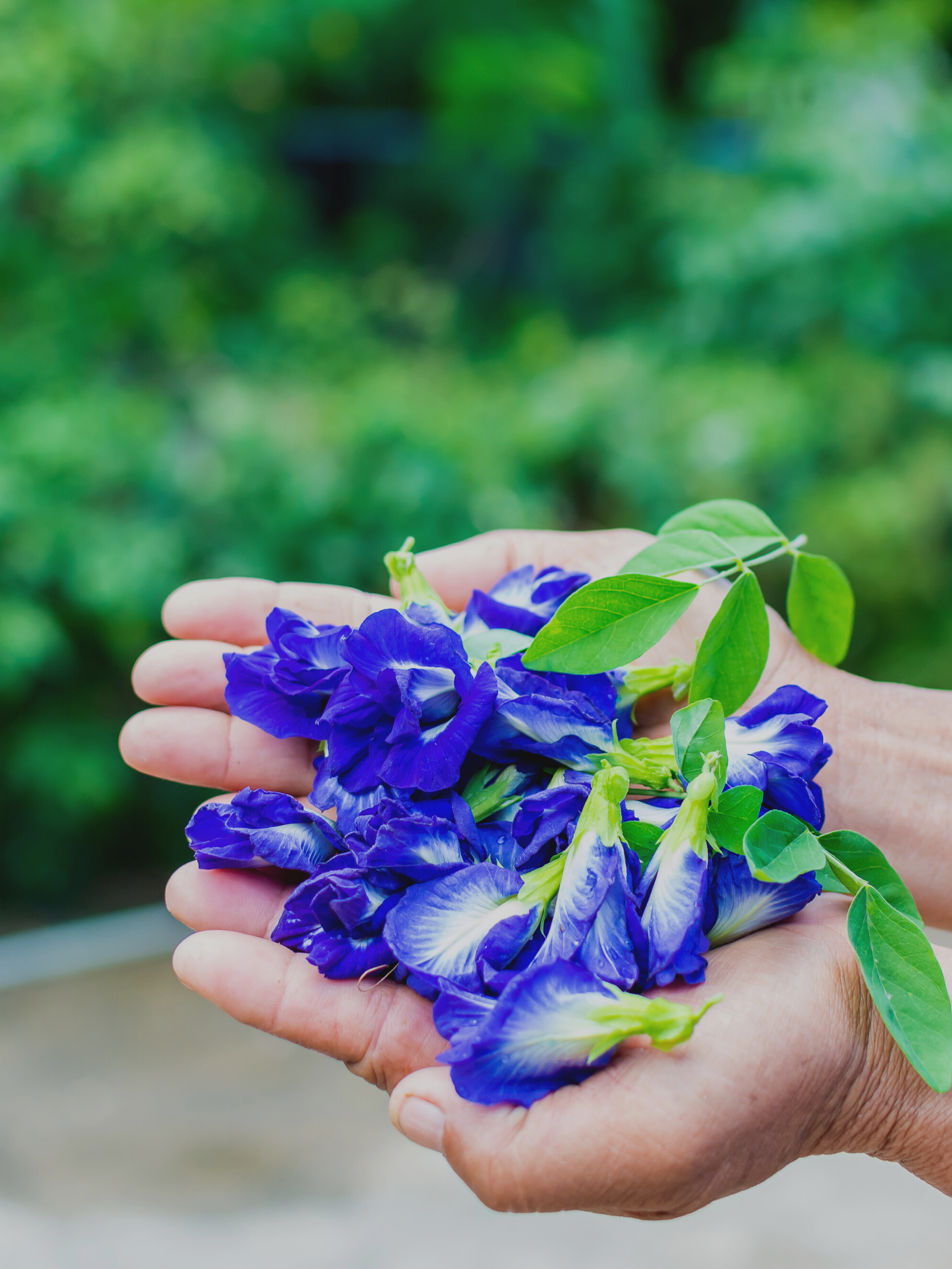 WHY YOU SHOULD Be Bathing in Butterfly Pea Flower