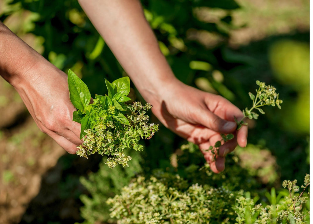 Garden Herb Seasoning Mix - Aviva Romm, MD