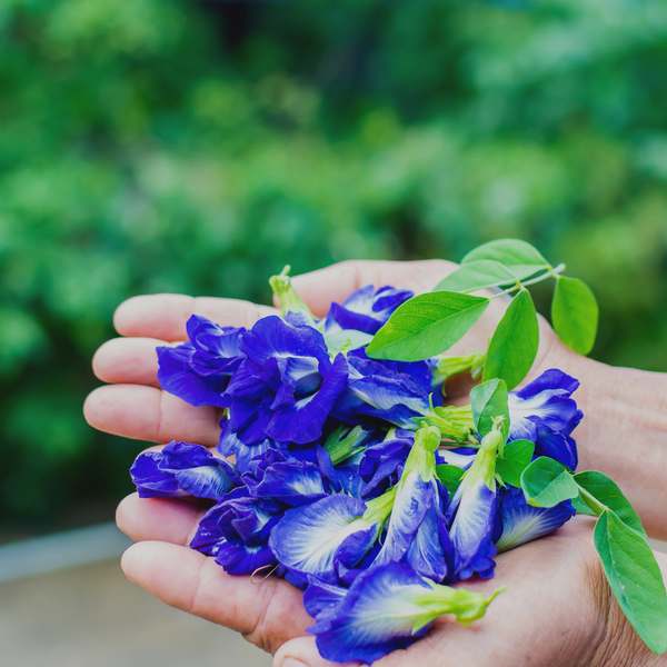 7 Amazing Health Benefits Of Butterfly Pea Flower - Tea and I®