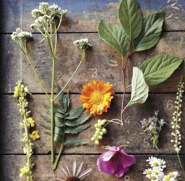 How to GET HIGH NATURALLY with plant medicines