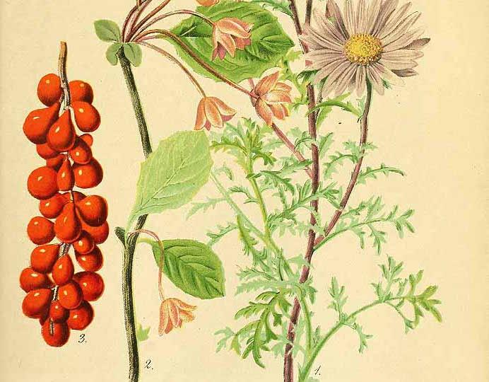 The SUPERNATURAL POWERS of Schisandra Berries