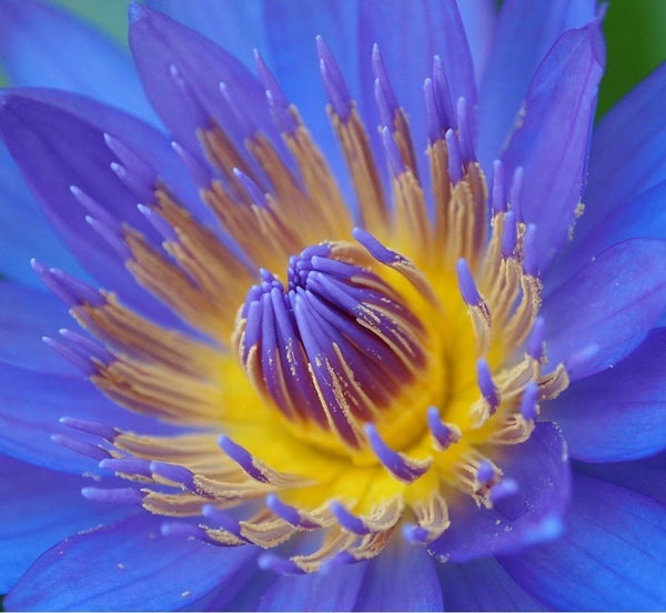 TAP INTO YOUR SUBCONSCIOUS Mind with Dream Journaling and Blue Lotus