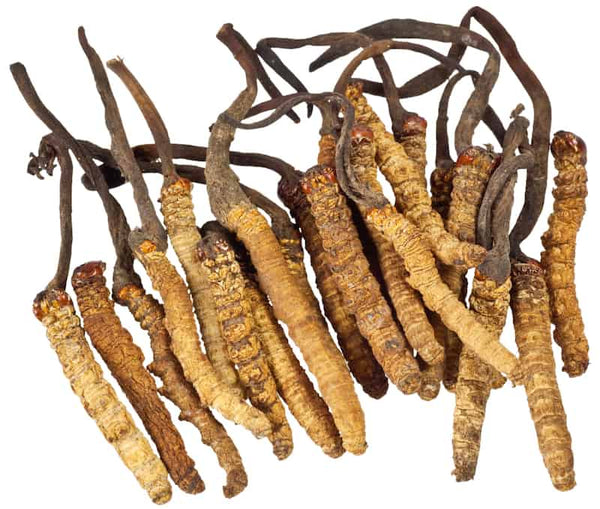 MEET CORDYCEPS: The Life Extending Fungus Revered By The Ancients