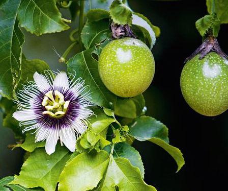 THE ENERGETIC PROPERTIES Of Passionflower