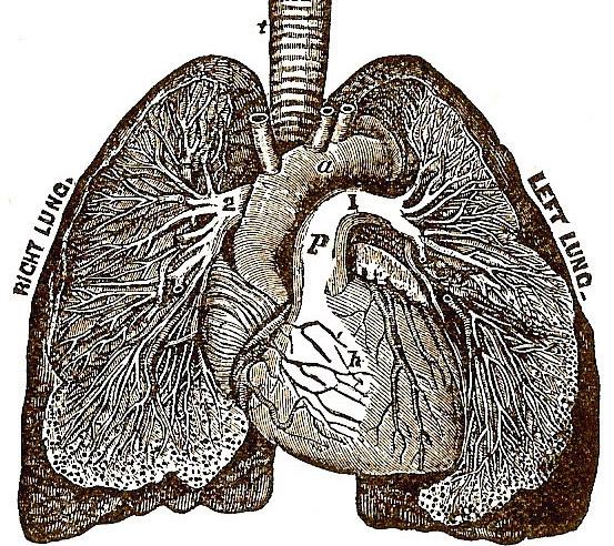 How to Protect the Lungs : ways to heal and regenerate