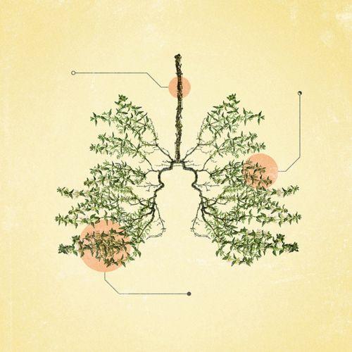6 HERBS TO PROTECT the Lungs