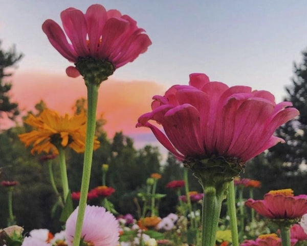 6 POWERFUL WAYS FLOWERS Boost Our Well-Being