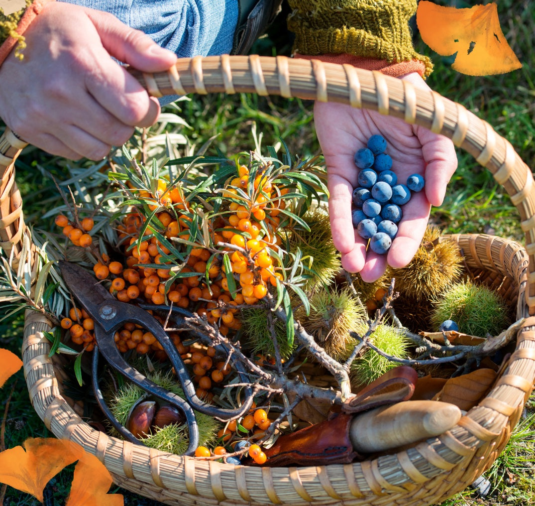 YOUR FALL FORAGING GUIDE: The Basics