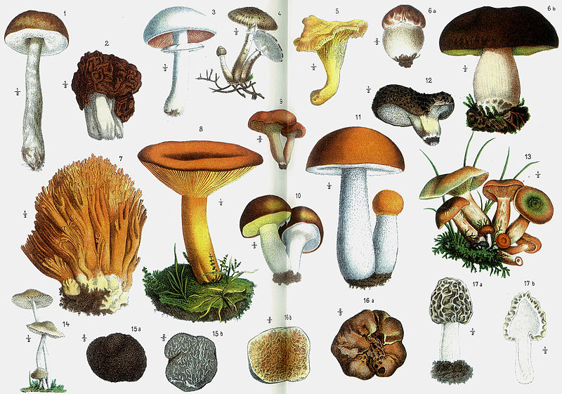 TOP HERBAL ANTIVIRALS That You Need to Know