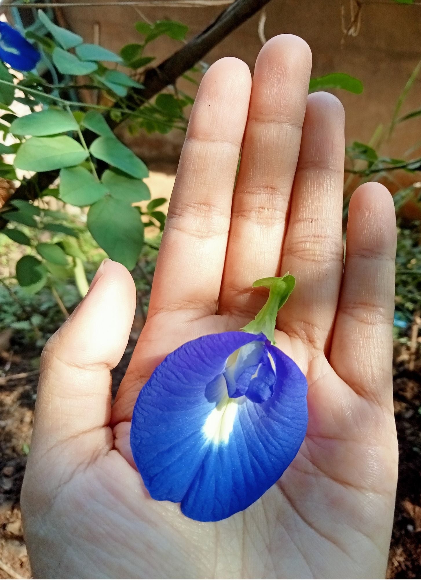 WHOLE BUTTERFLY PEA FLOWERS | Organic Blue Healer*