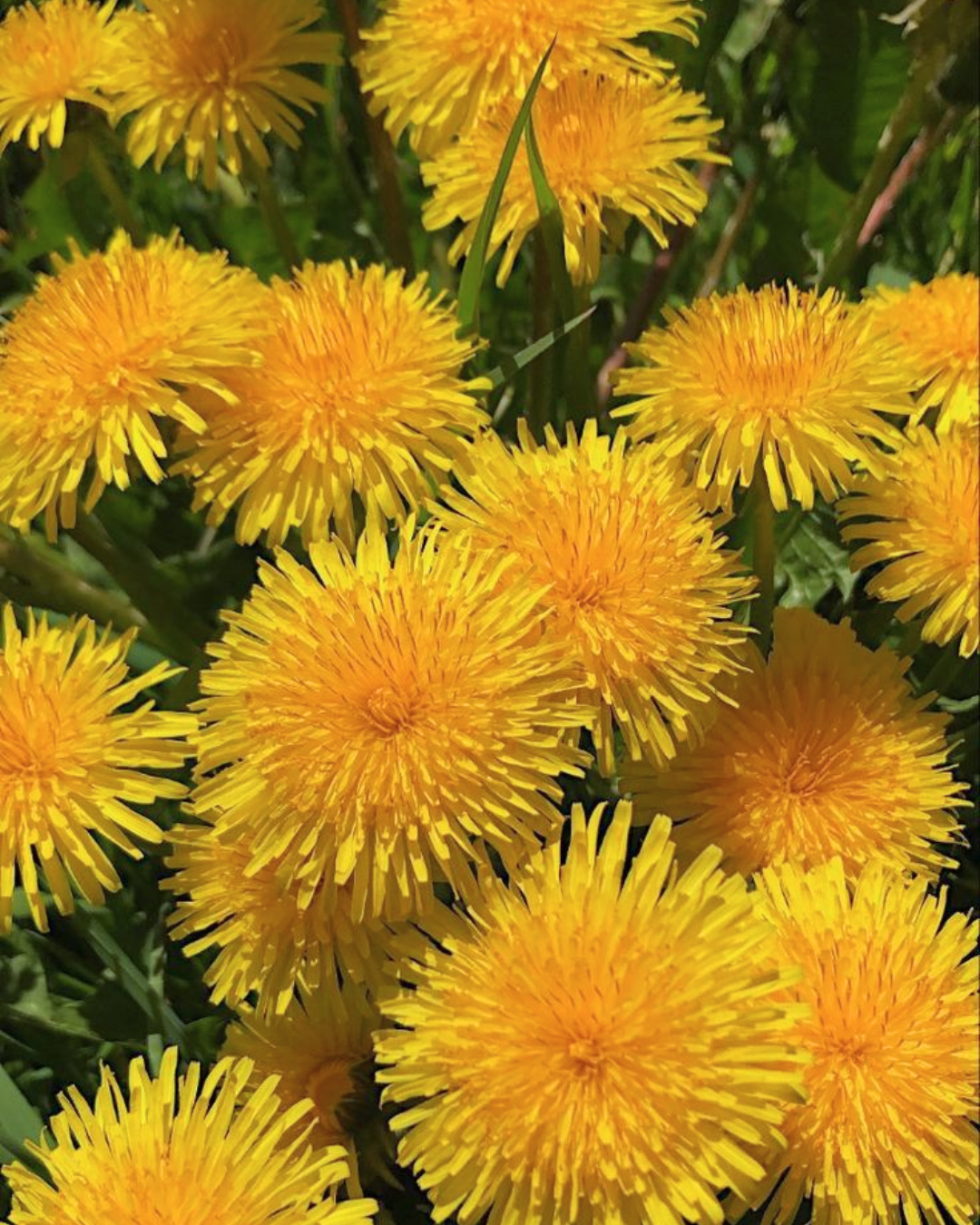 Queer, Bitter &amp; Resilient: A Dandelion Workshop