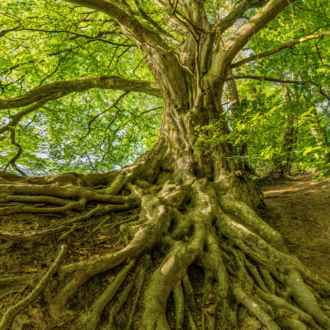 Holistically Heal The Root Cause with Dr. Renee Hubka