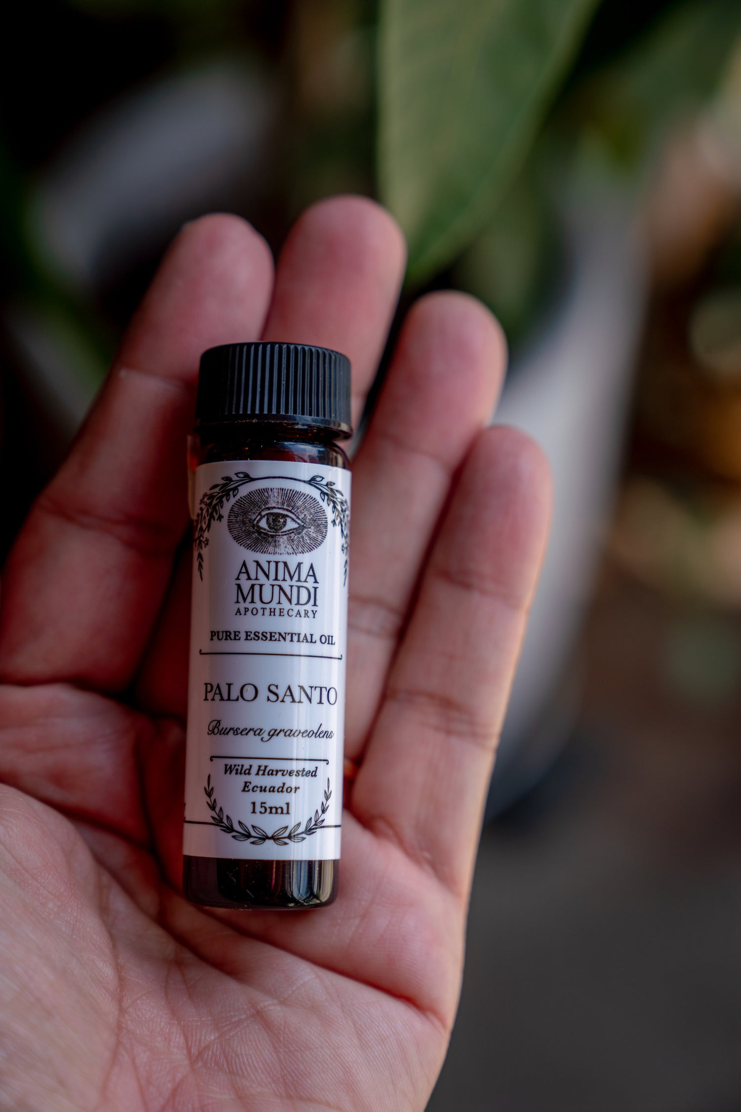PALO SANTO Essential Oil | Wildharvested