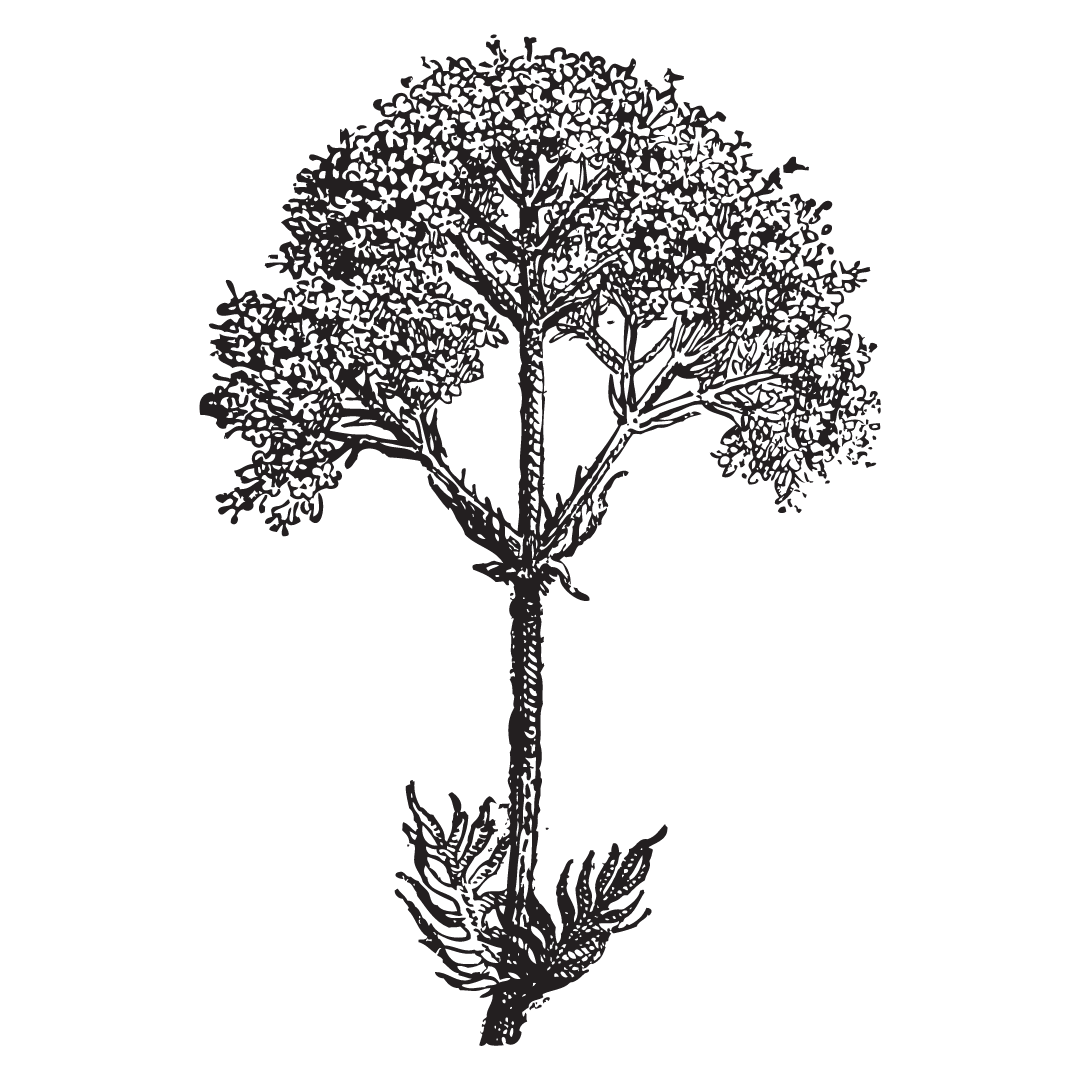Spirit of Elder: A Herb and Medicine Making Circle