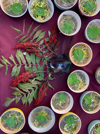 Roots, Shoots &amp; Fungal Fruits Supper Club: The Art of Making Broth