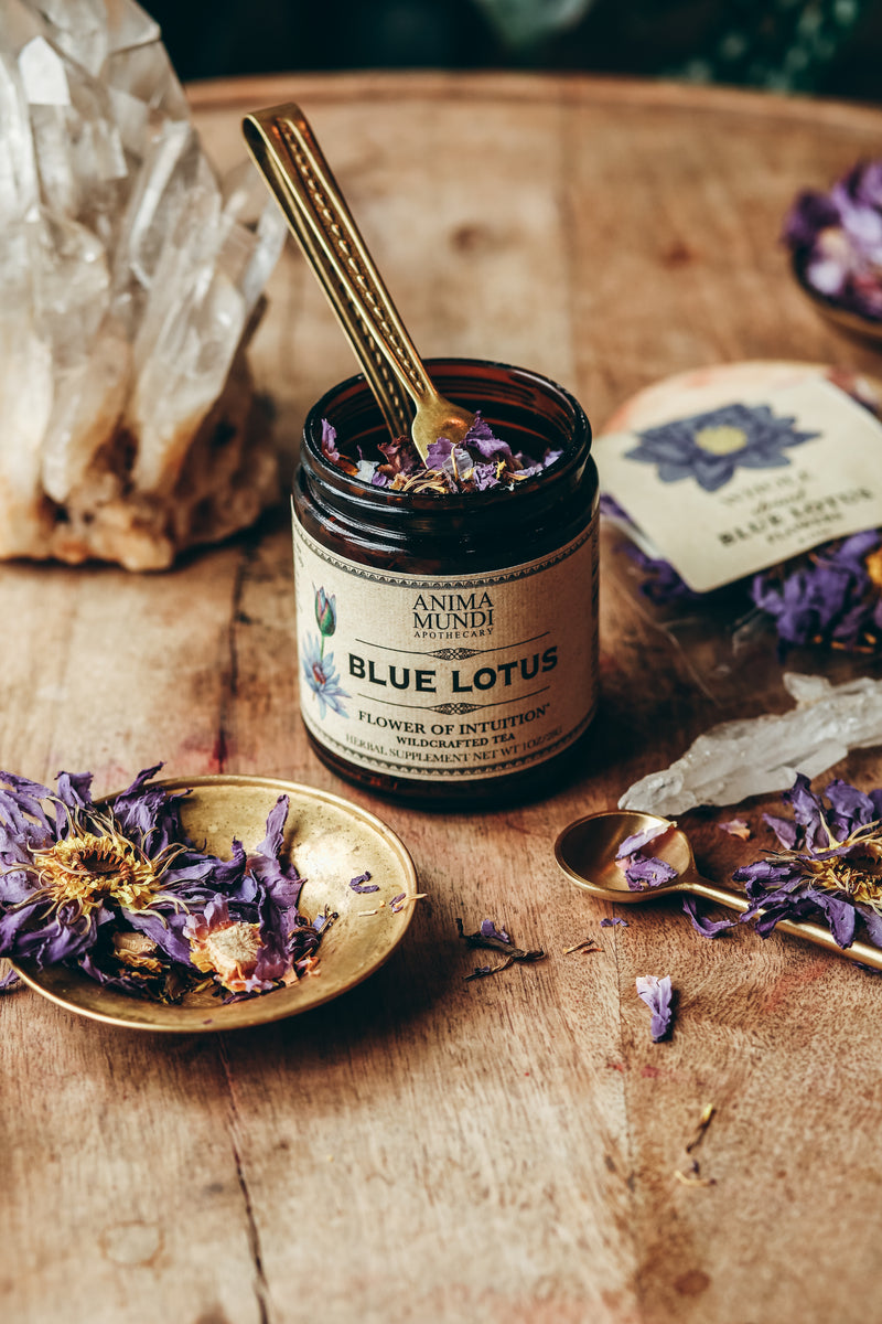 Blauer Lotus / Blue Lotus (Nymphaea Caerulea) - Dreamherbs-Shop