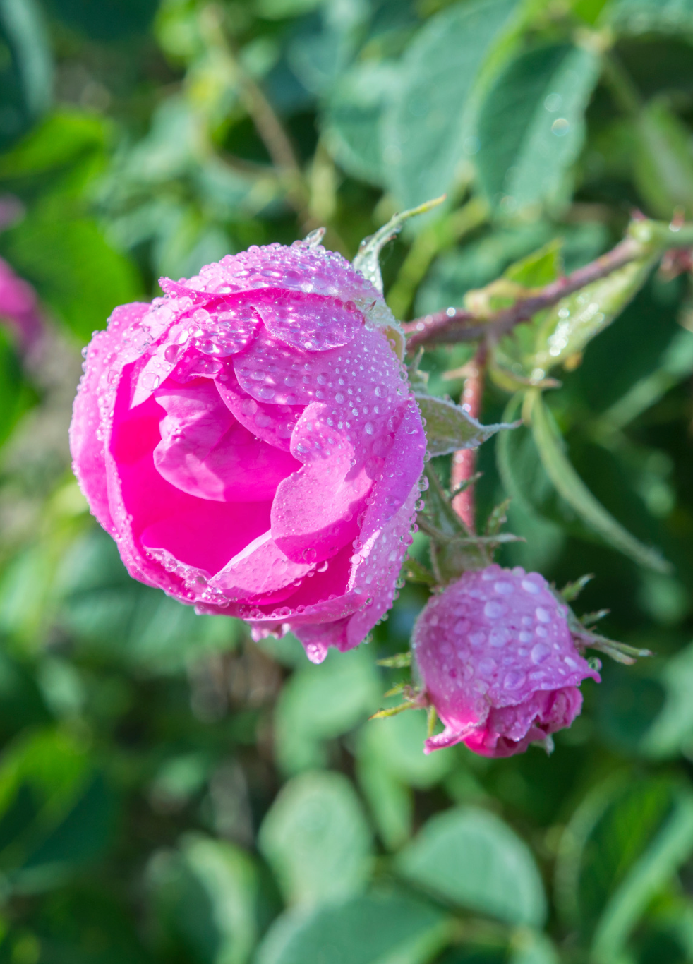 WHOLE ROSE BUDS | Organic Blooms